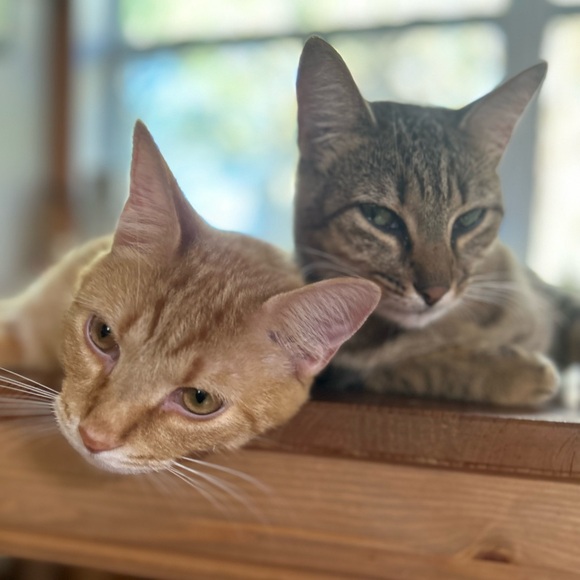 Meet your Posher, Geline - Picture 6 of 8